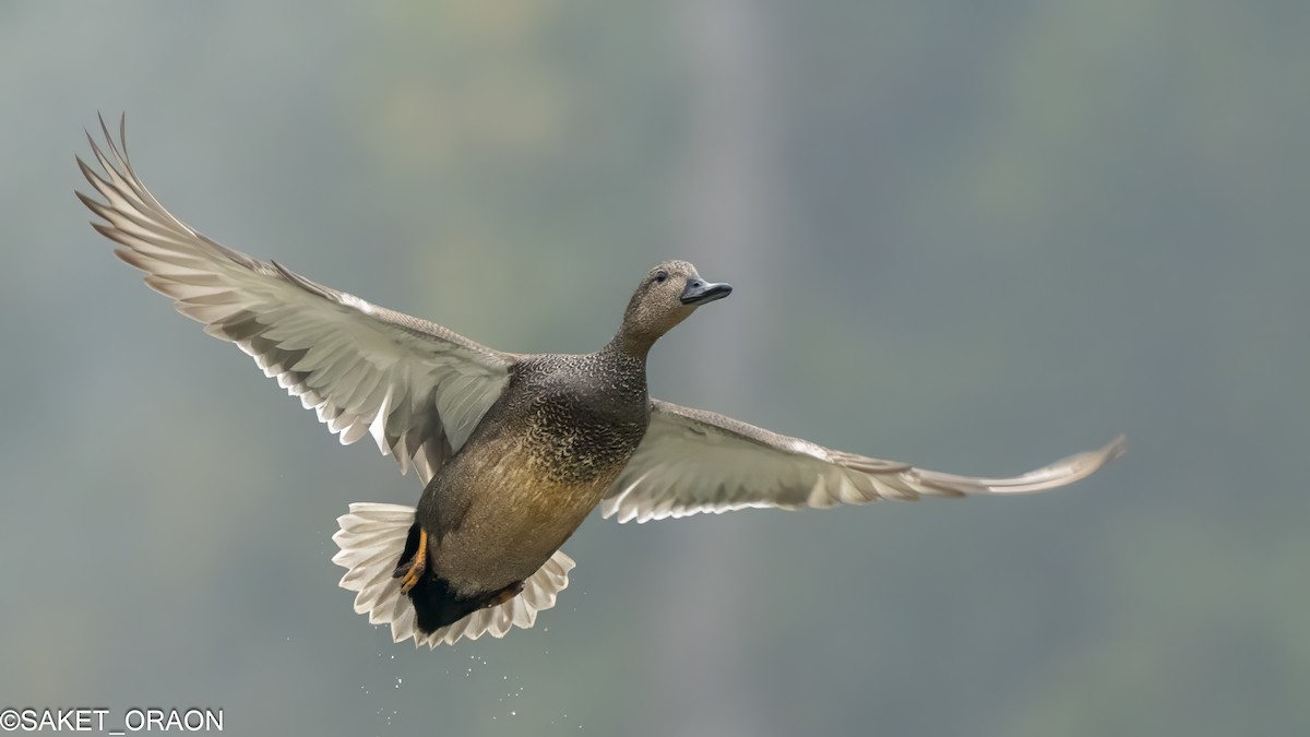 Gadwall - Saket Oraon