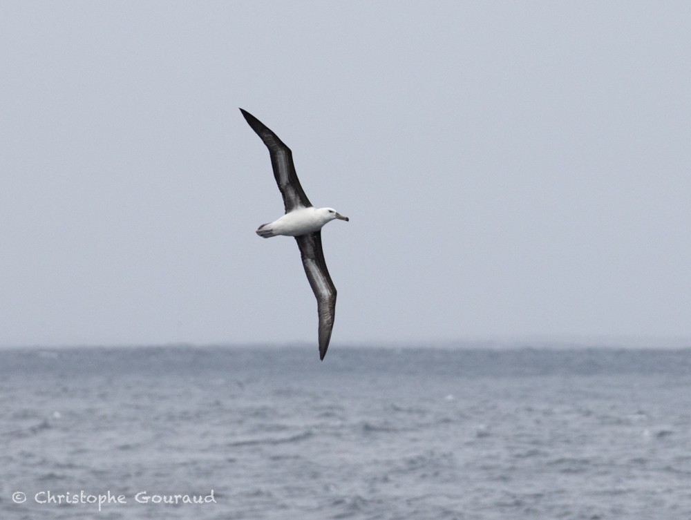 Black-browed Albatross (Black-browed) - ML615427010