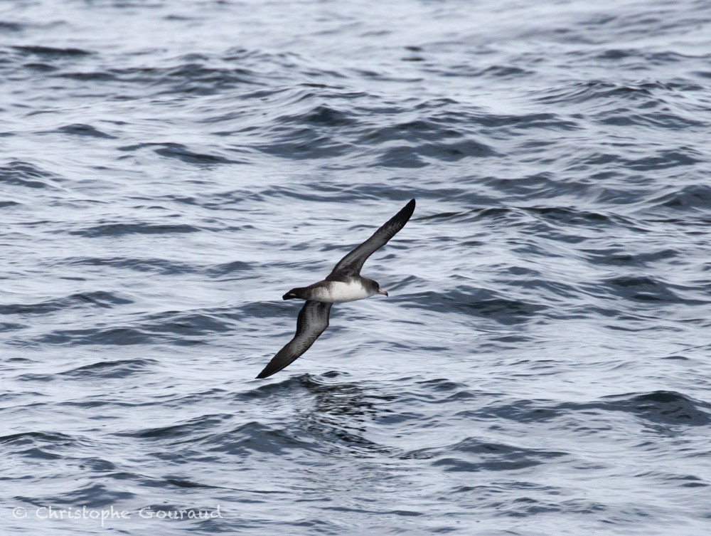 Pink-footed Shearwater - ML615427058