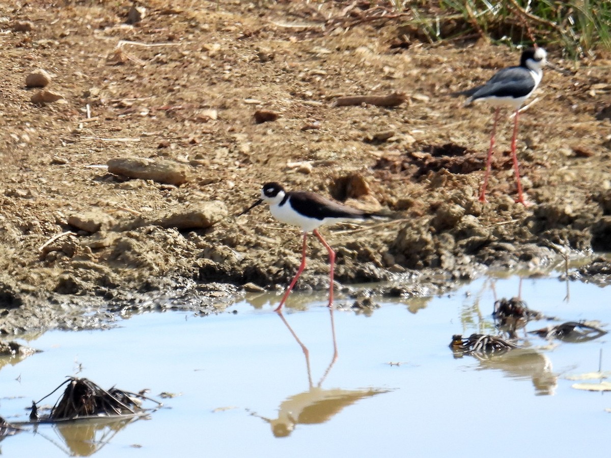 Black-necked Stilt - ML615427068