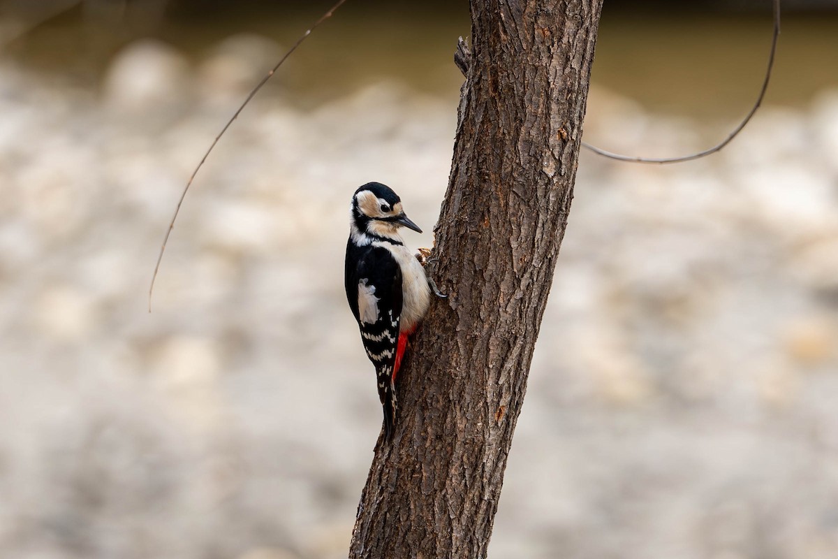 Great Spotted Woodpecker - ML615427081