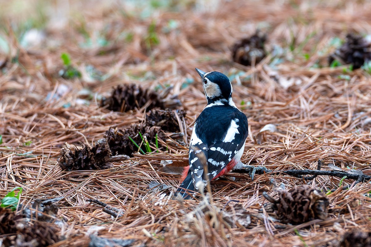 Great Spotted Woodpecker - ML615427089