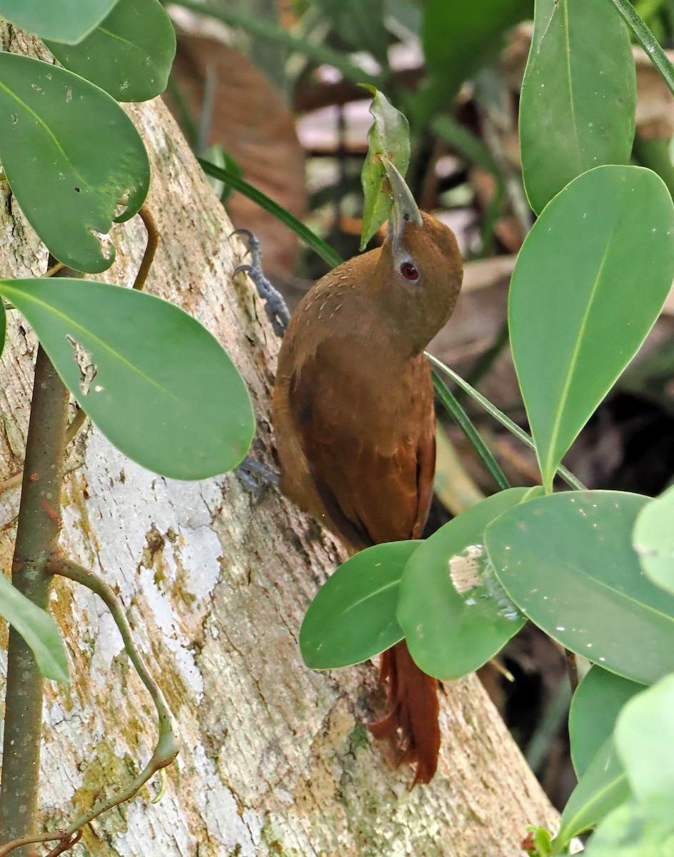 Cinnamon-throated Woodcreeper (devillei) - ML615427099