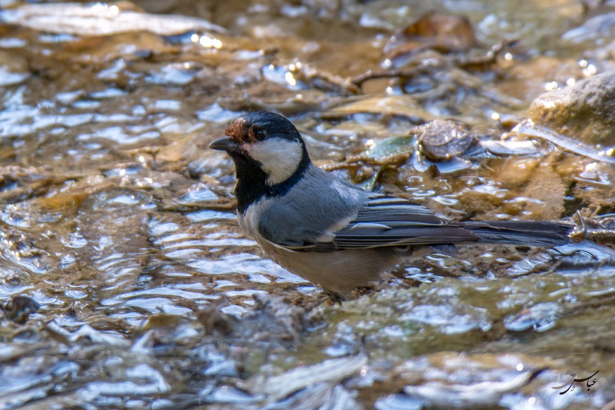 Cinereous Tit - Abbas Rizvi