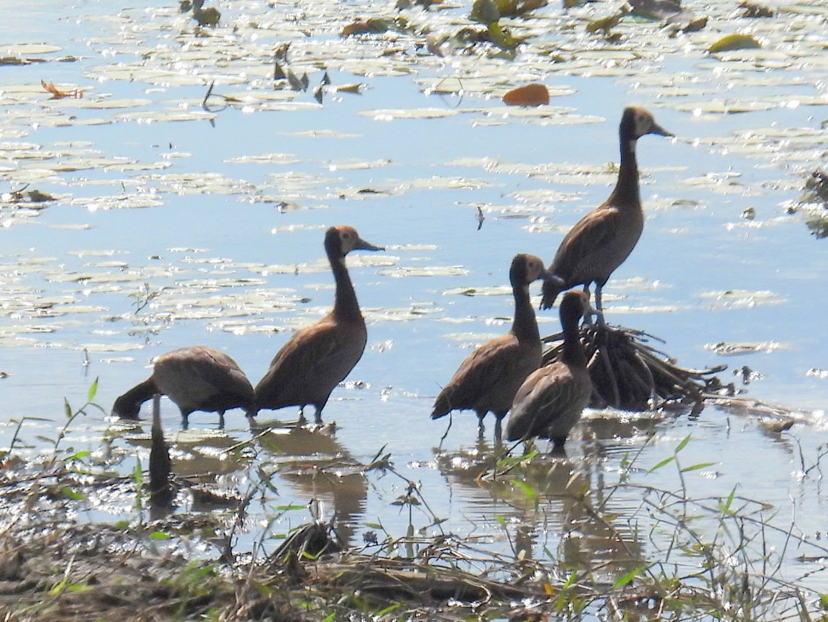 White-faced Whistling-Duck - bob butler