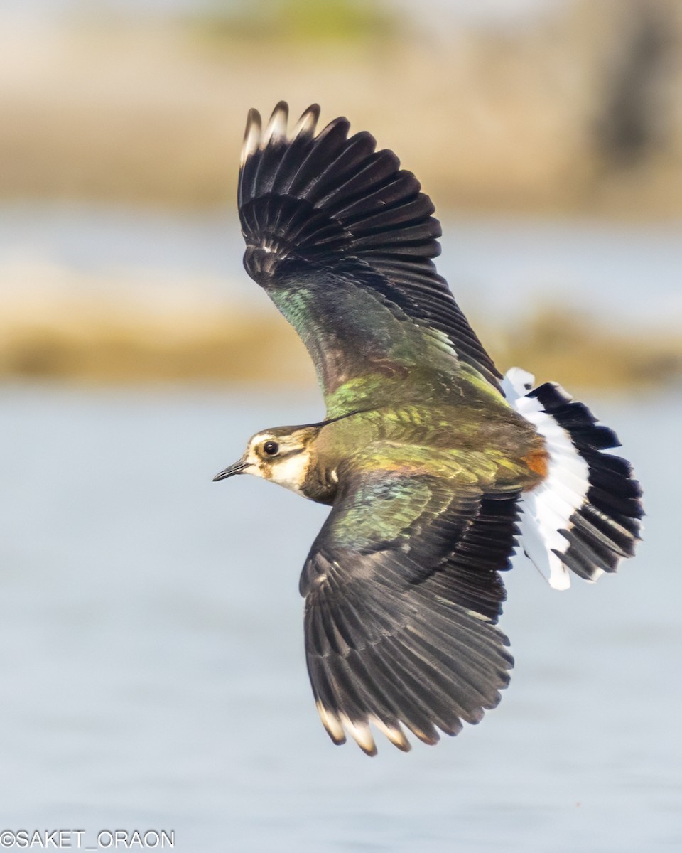 Northern Lapwing - Saket Oraon