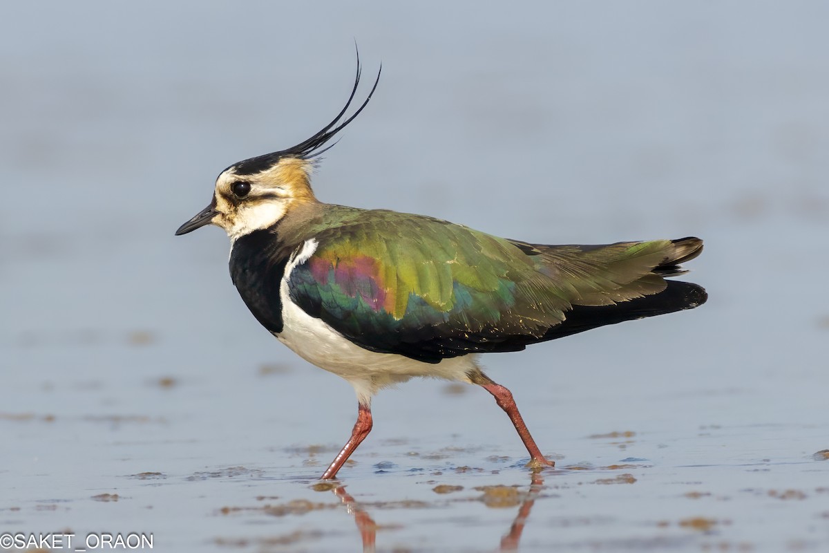 Northern Lapwing - ML615427159