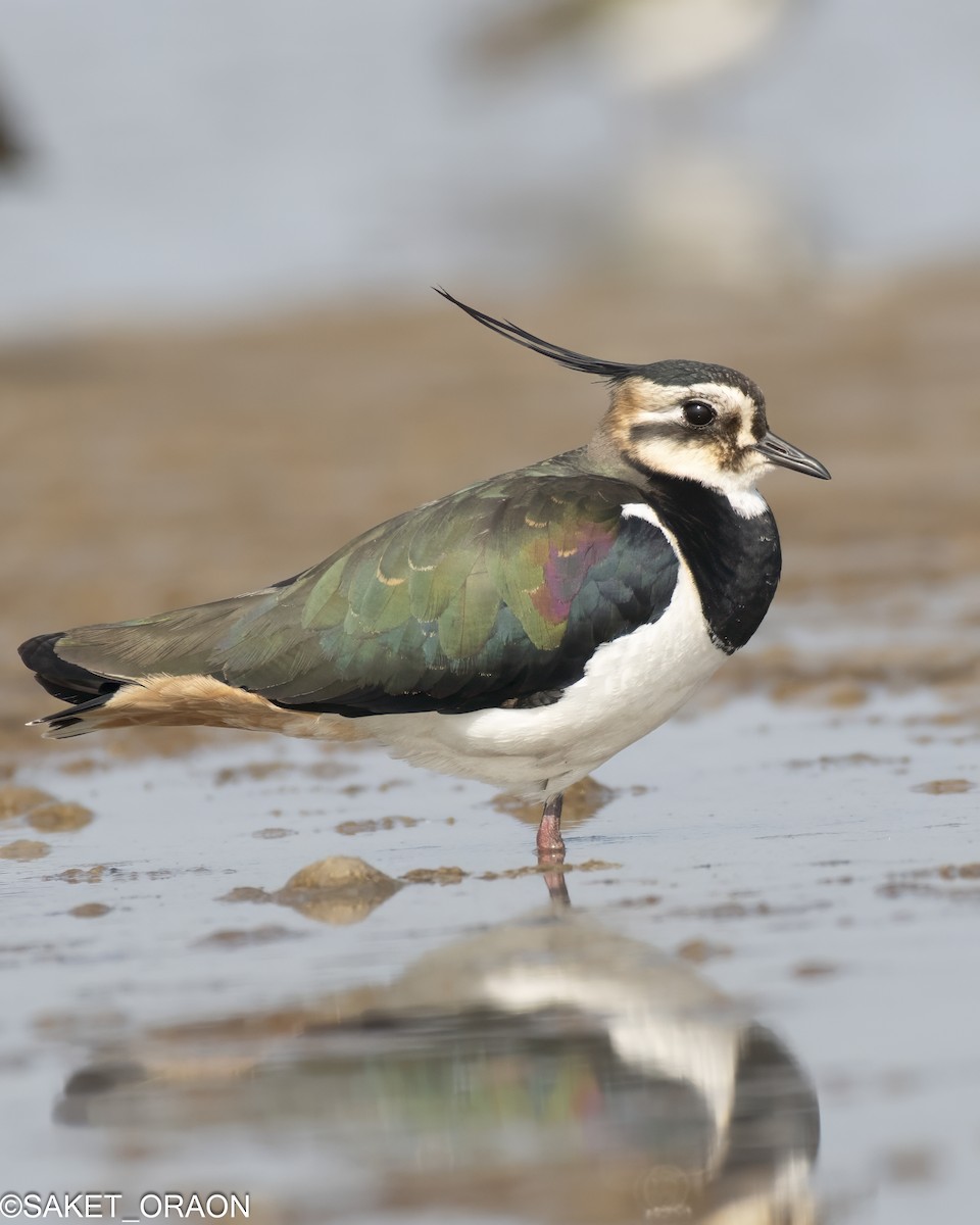 Northern Lapwing - Saket Oraon