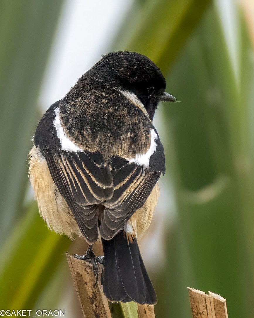 Siberian Stonechat - Saket Oraon