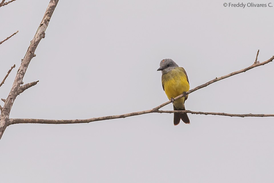 Tropical Kingbird - ML615427239