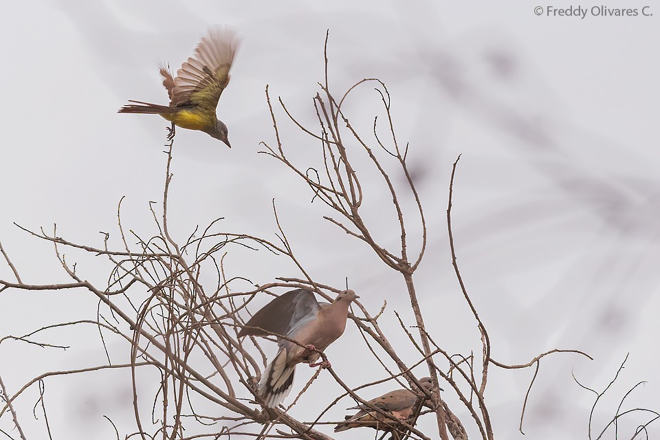 Tropical Kingbird - ML615427240