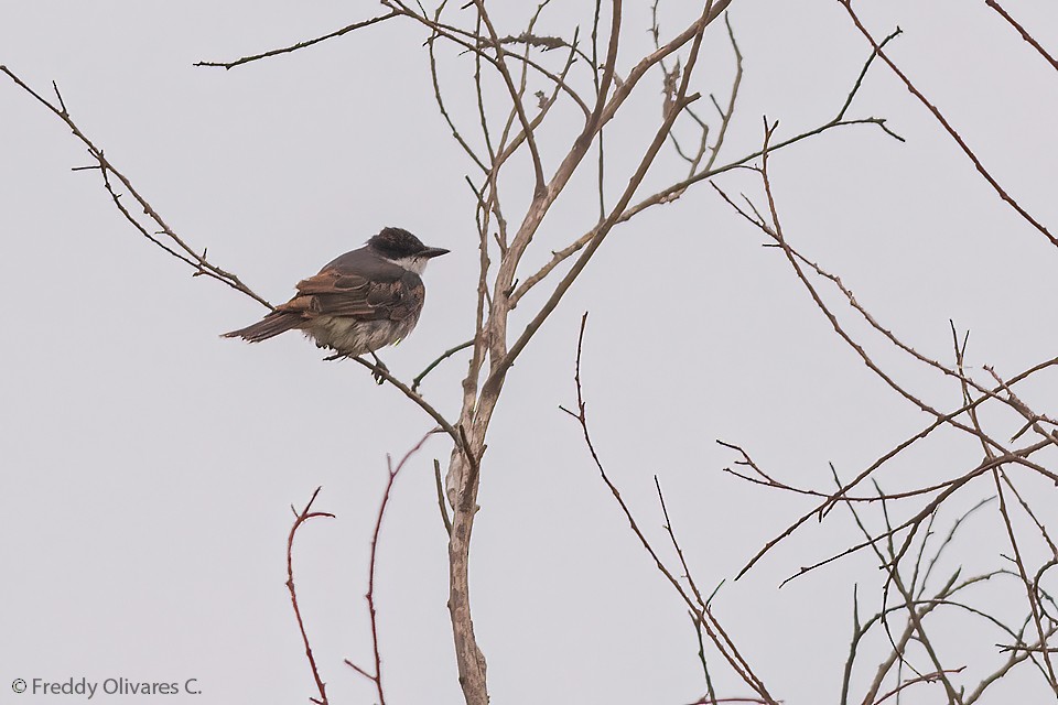 Eastern Kingbird - ML615427243