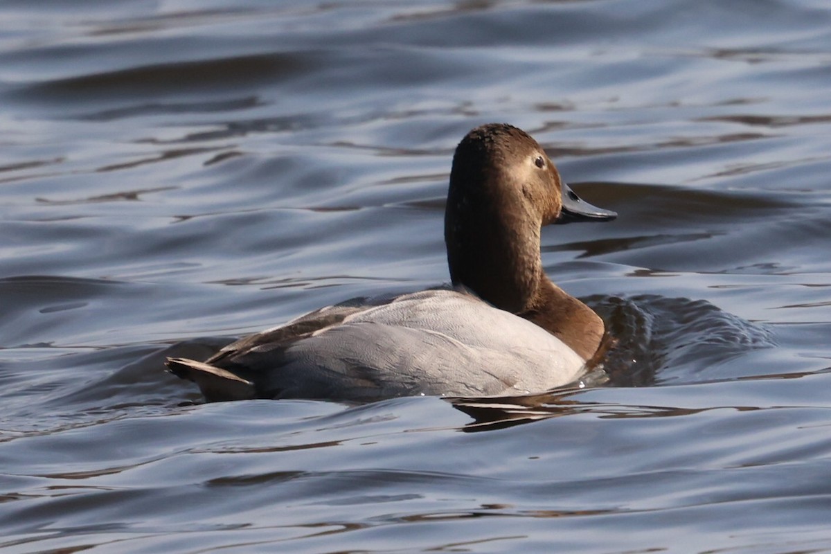 Canvasback - ML615427305