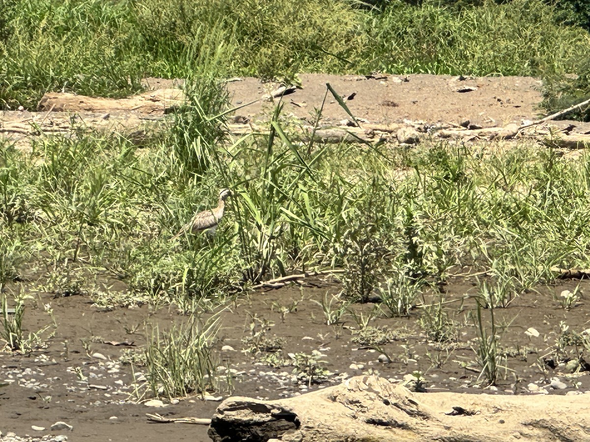 Double-striped Thick-knee - ML615427358