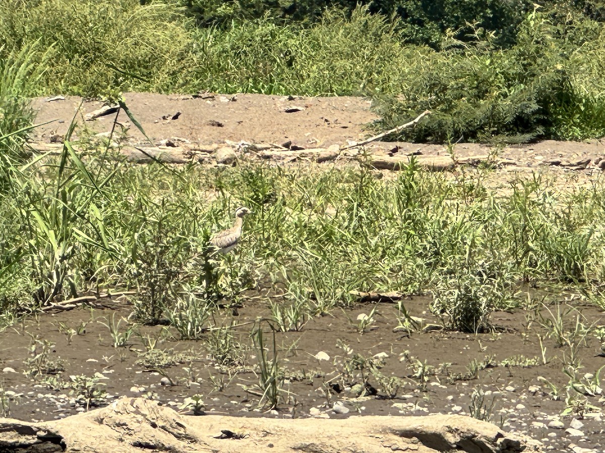 Double-striped Thick-knee - ML615427359