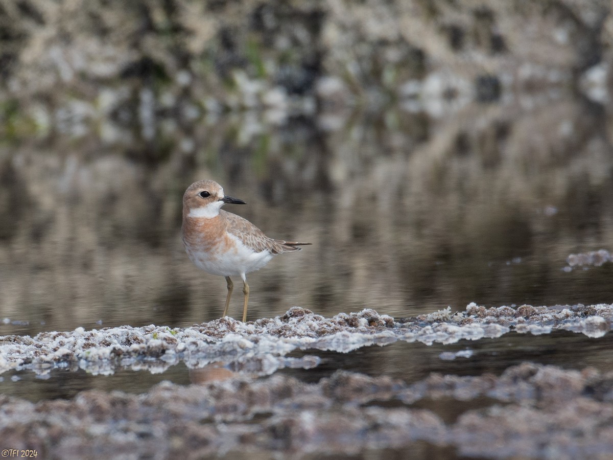 Greater Sand-Plover - ML615427367