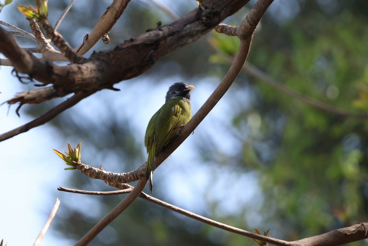 Collared Finchbill - ML615427369