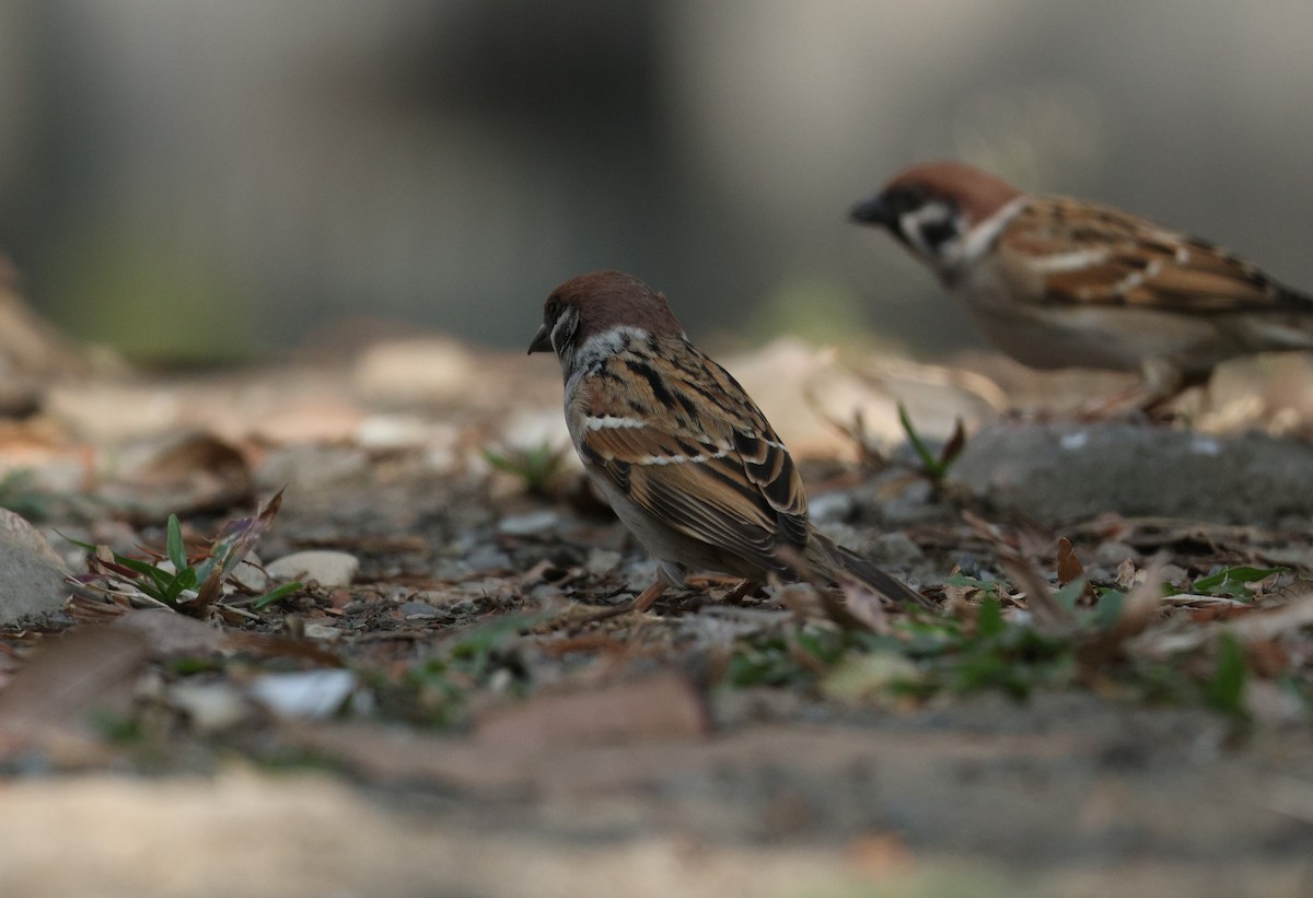 Eurasian Tree Sparrow - ML615427371