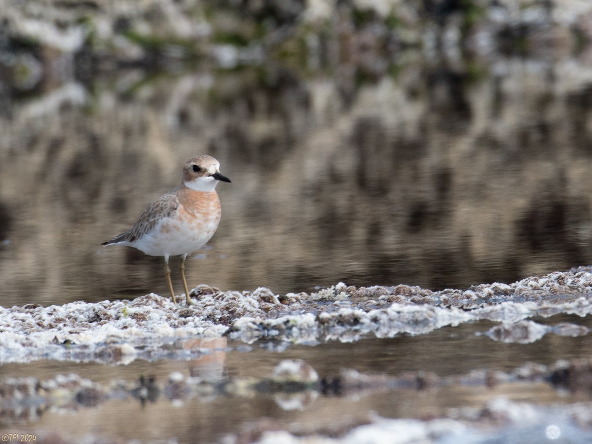 Greater Sand-Plover - ML615427387