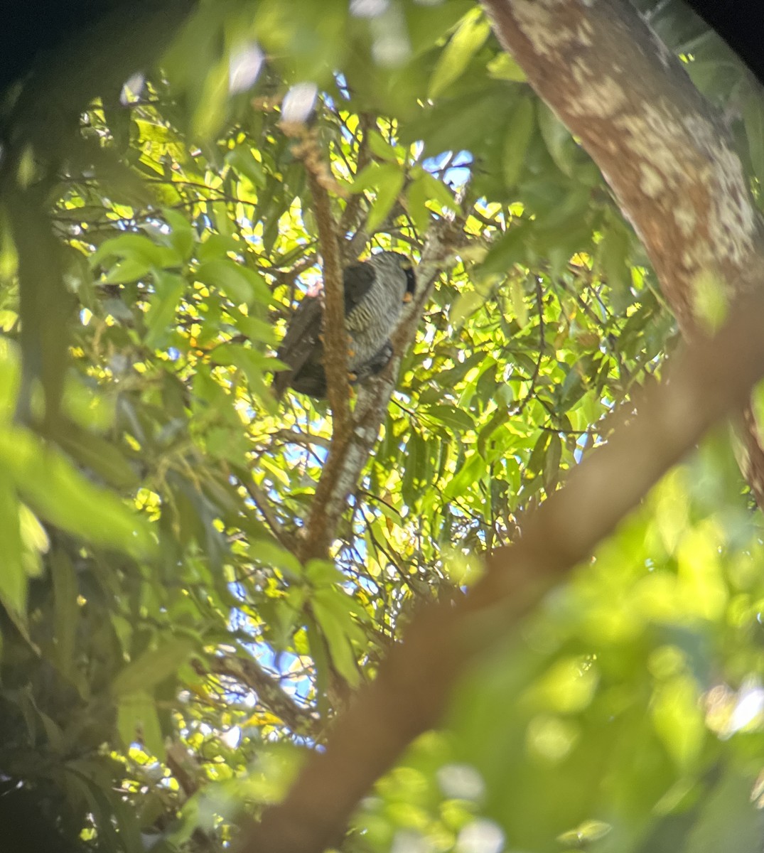 Bindenhalskauz - ML615427406