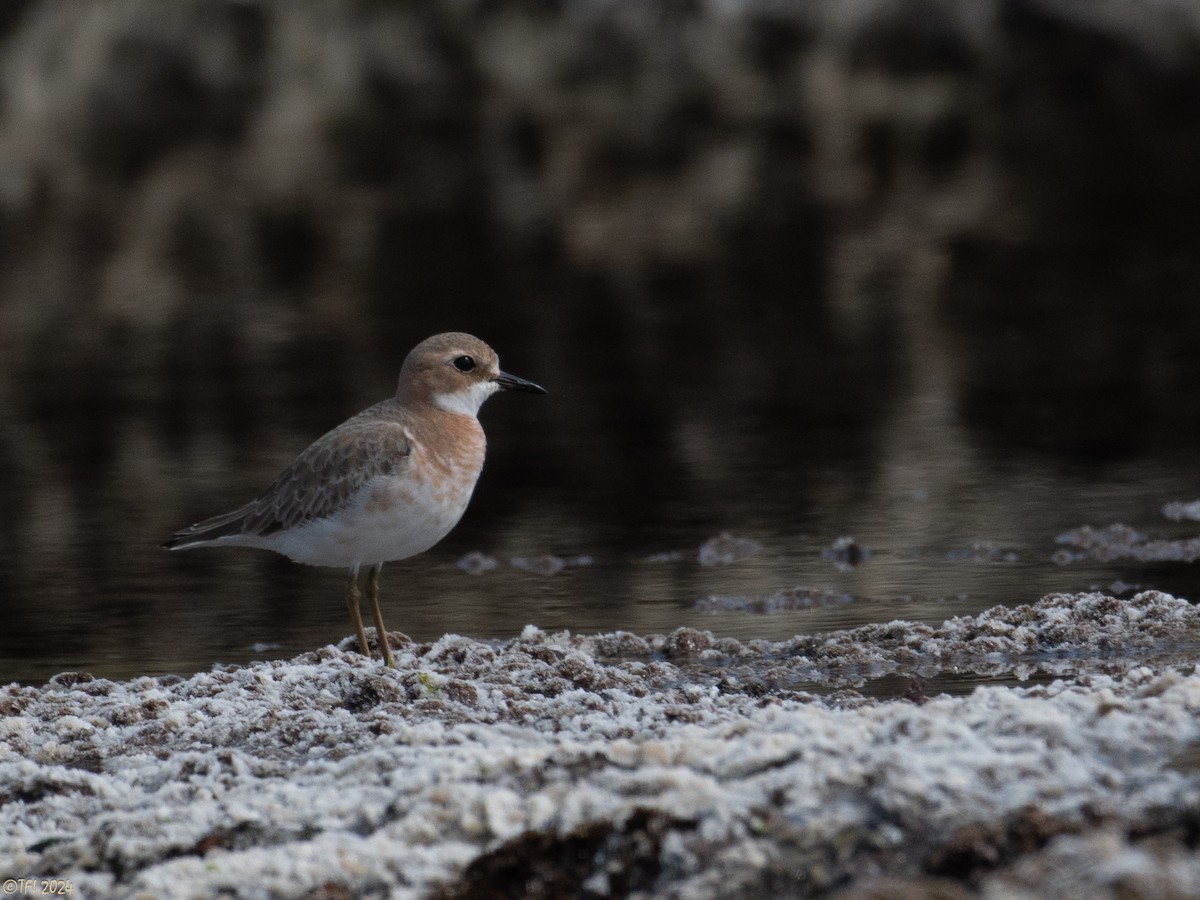 Greater Sand-Plover - ML615427421