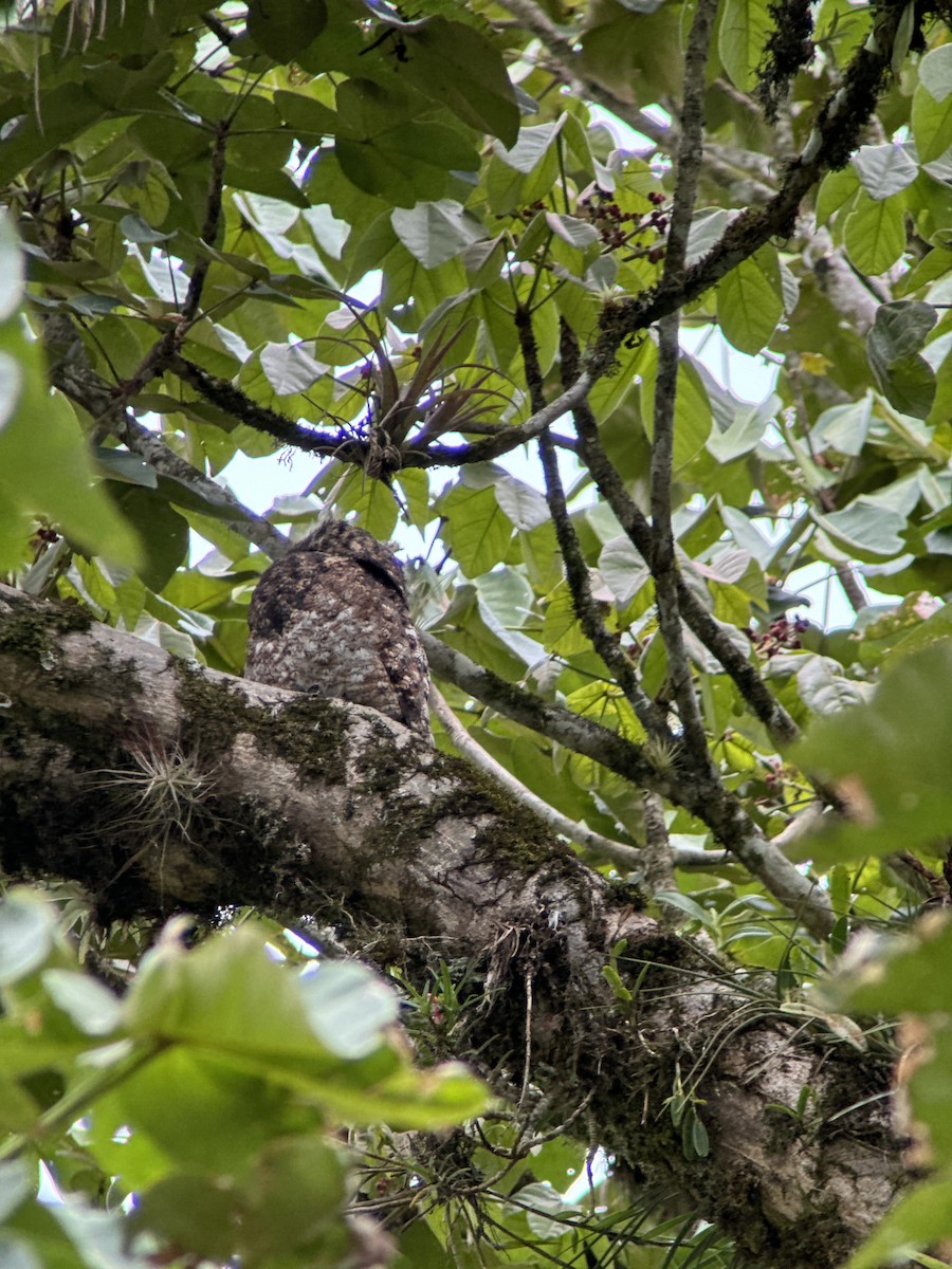 Riesentagschläfer - ML615427431