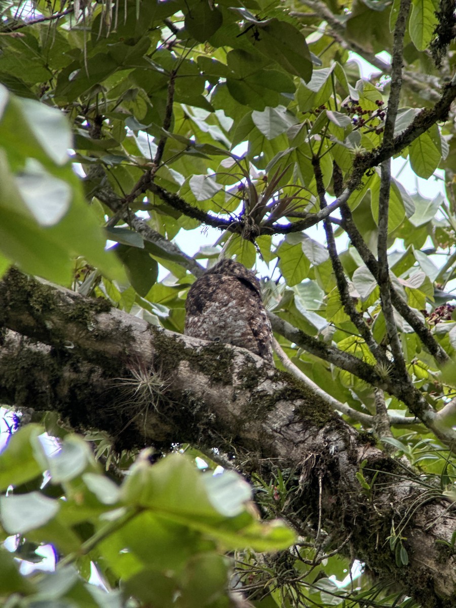 Riesentagschläfer - ML615427432