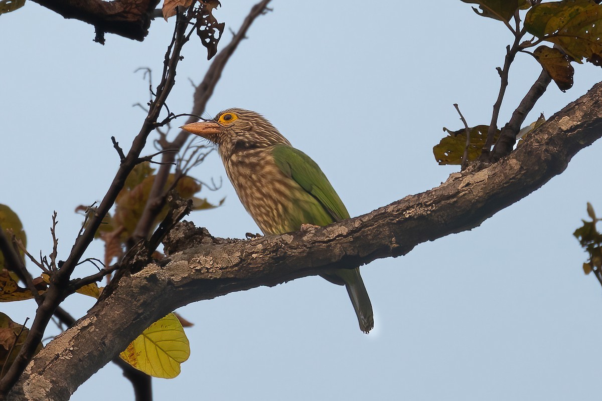 Lineated Barbet - ML615427501