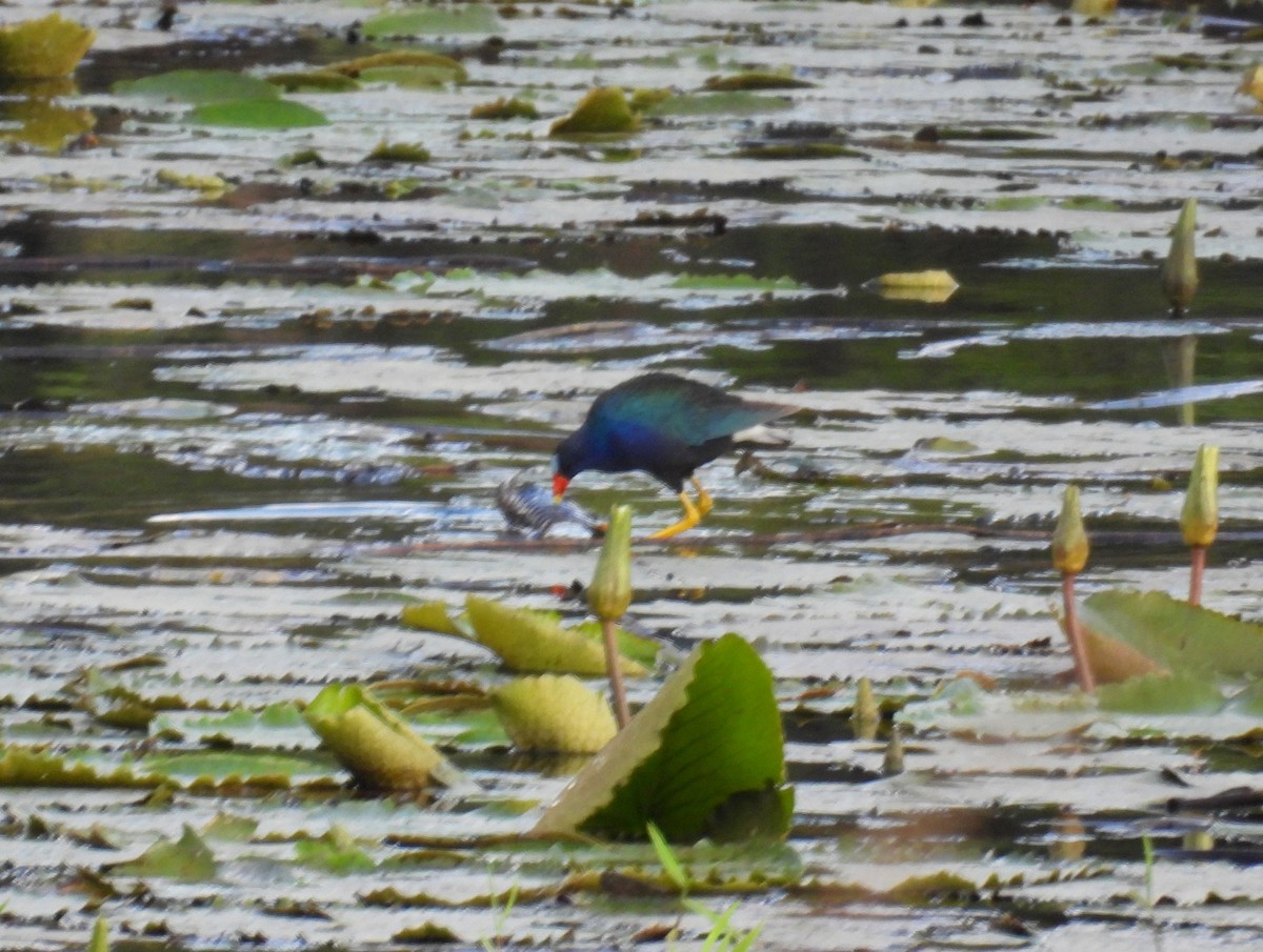 Purple Gallinule - ML615427527