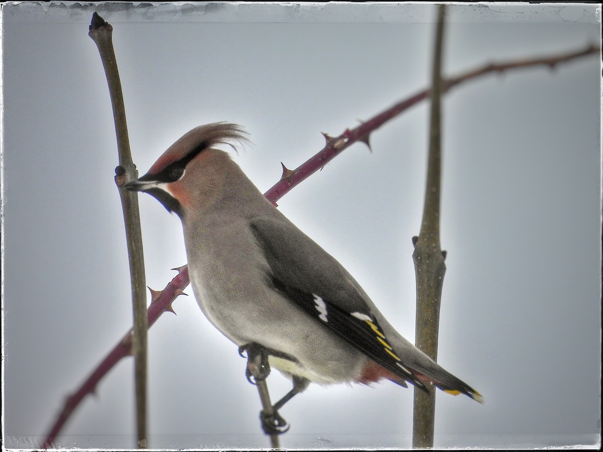 Bohemian Waxwing - ML615427585