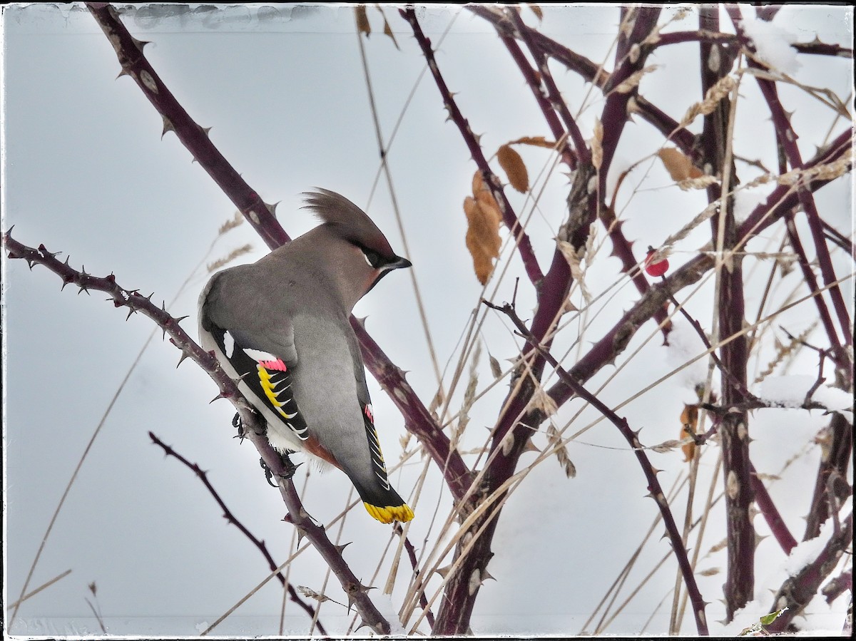 Bohemian Waxwing - ML615427587