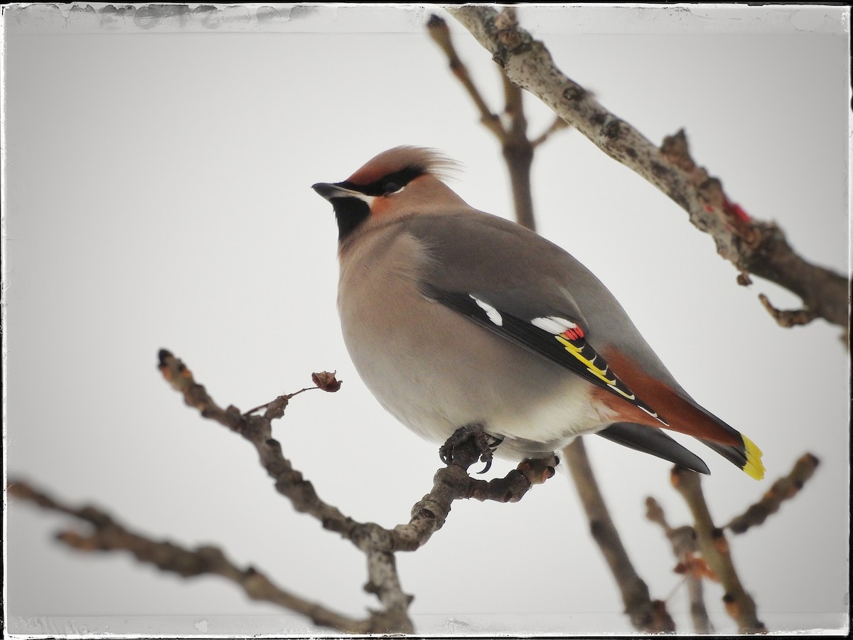 Bohemian Waxwing - ML615427588