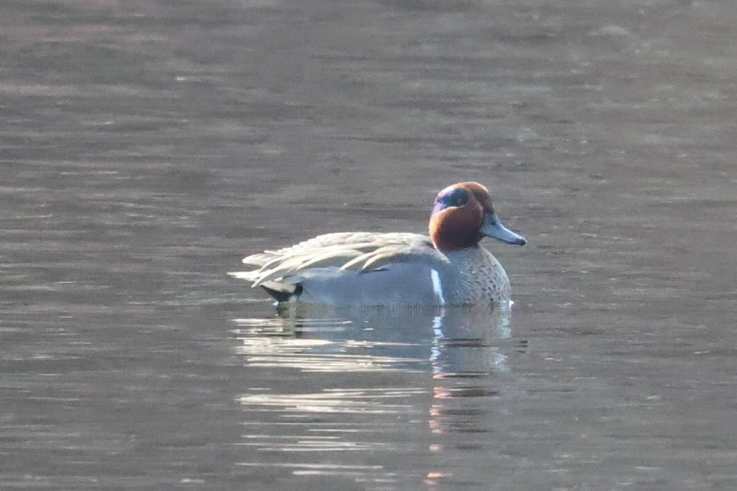 Green-winged Teal - ML615427617