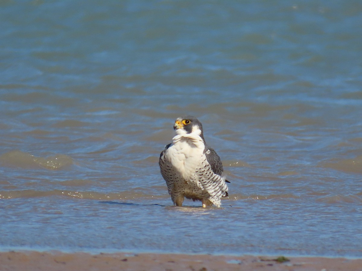 Peregrine Falcon - ML615427702