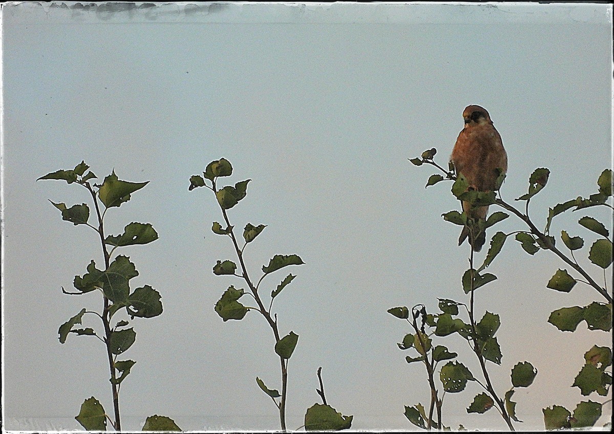 Red-footed Falcon - Zbigniew Szwab