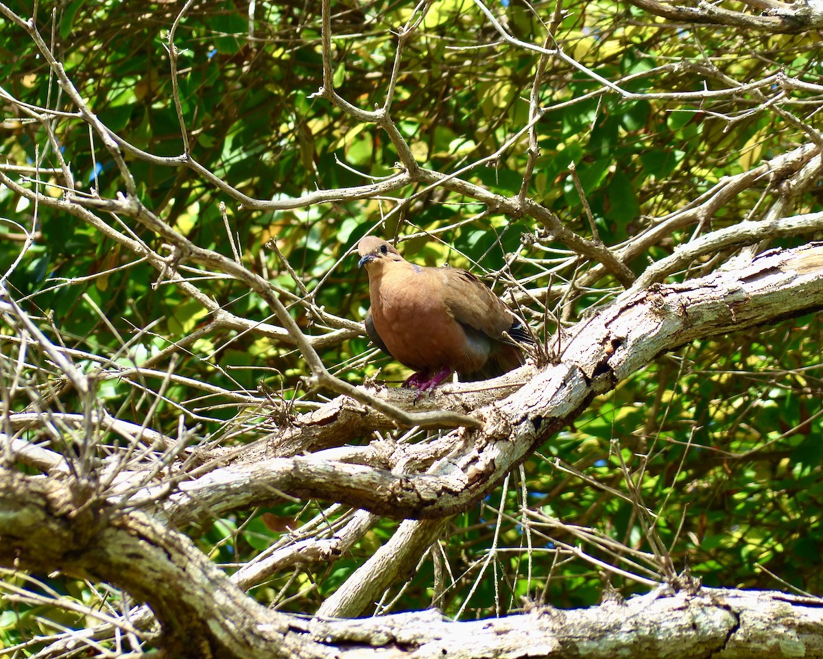 Zenaida Dove - Robert Mayer