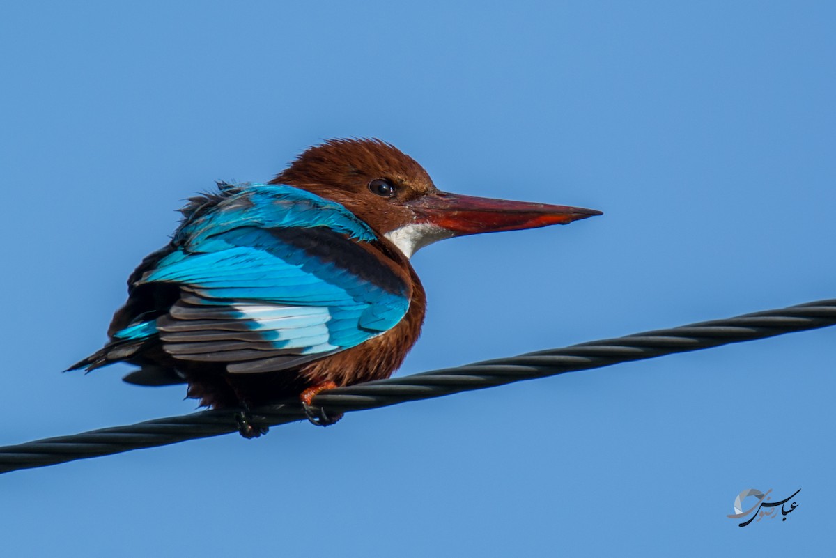 White-throated Kingfisher - Abbas Rizvi