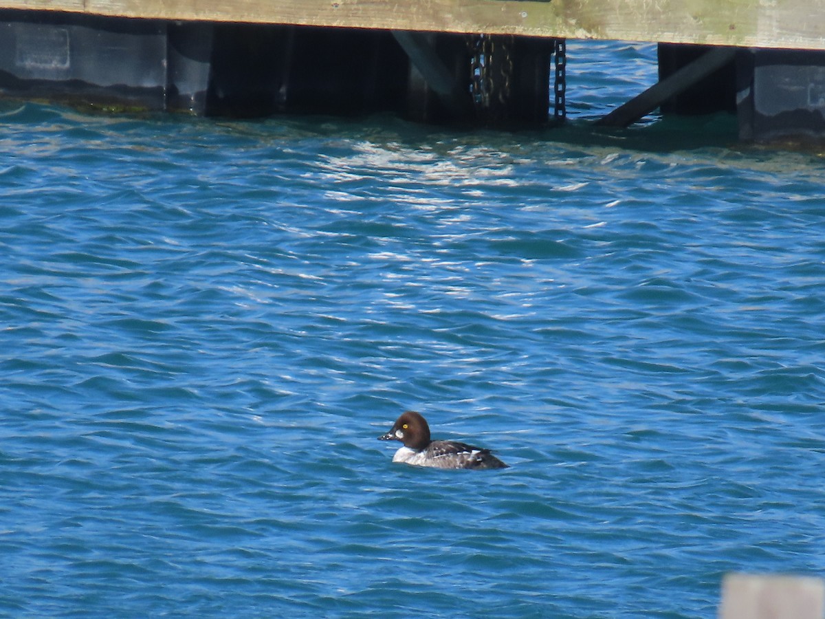 Common Goldeneye - Dylan Fishbein