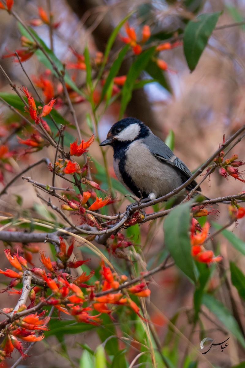 Mésange indienne - ML615427832