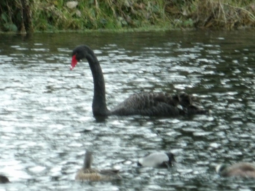 Cisne Negro - ML615427848