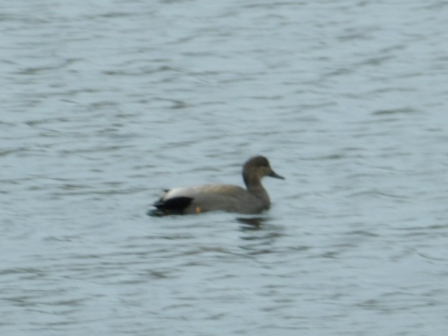 Gadwall - ML615427864