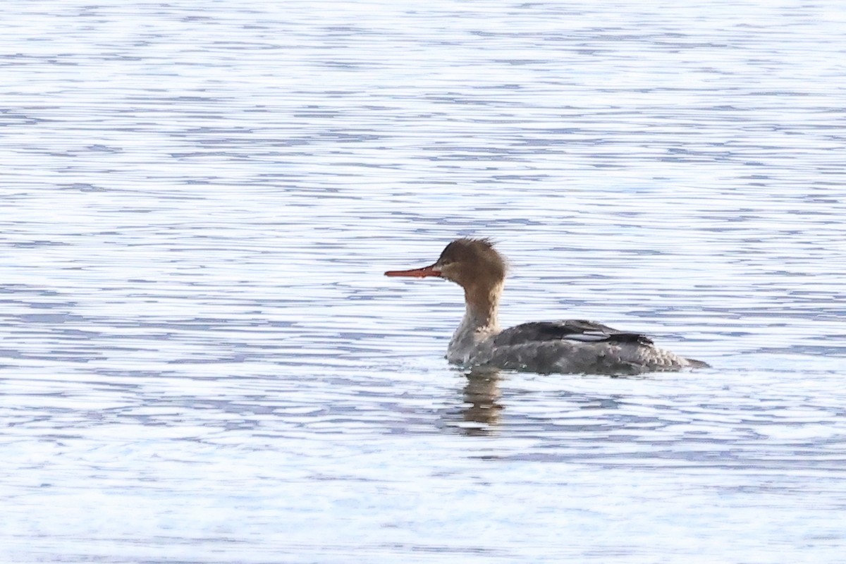 Red-breasted Merganser - ML615427869