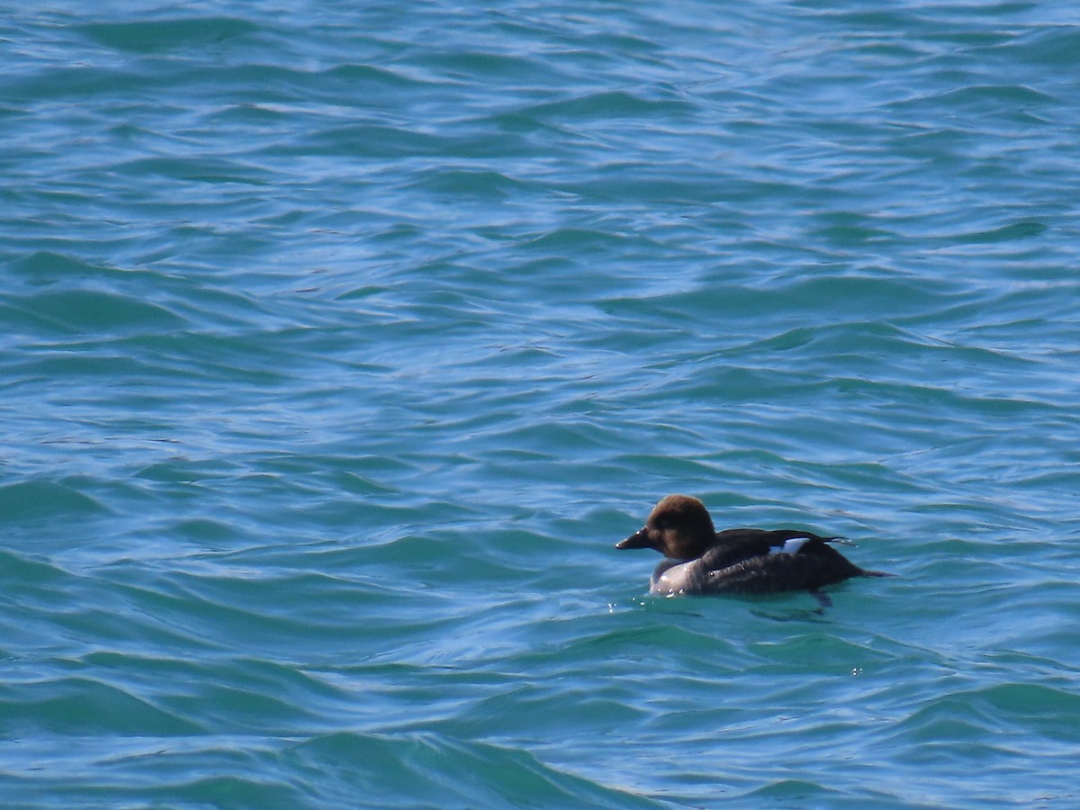 Common Goldeneye - Dylan Fishbein