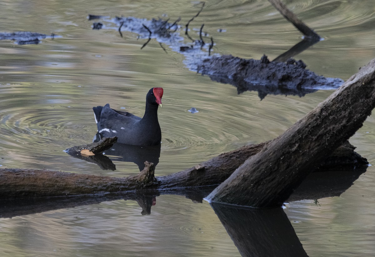 Common Gallinule - ML615427984