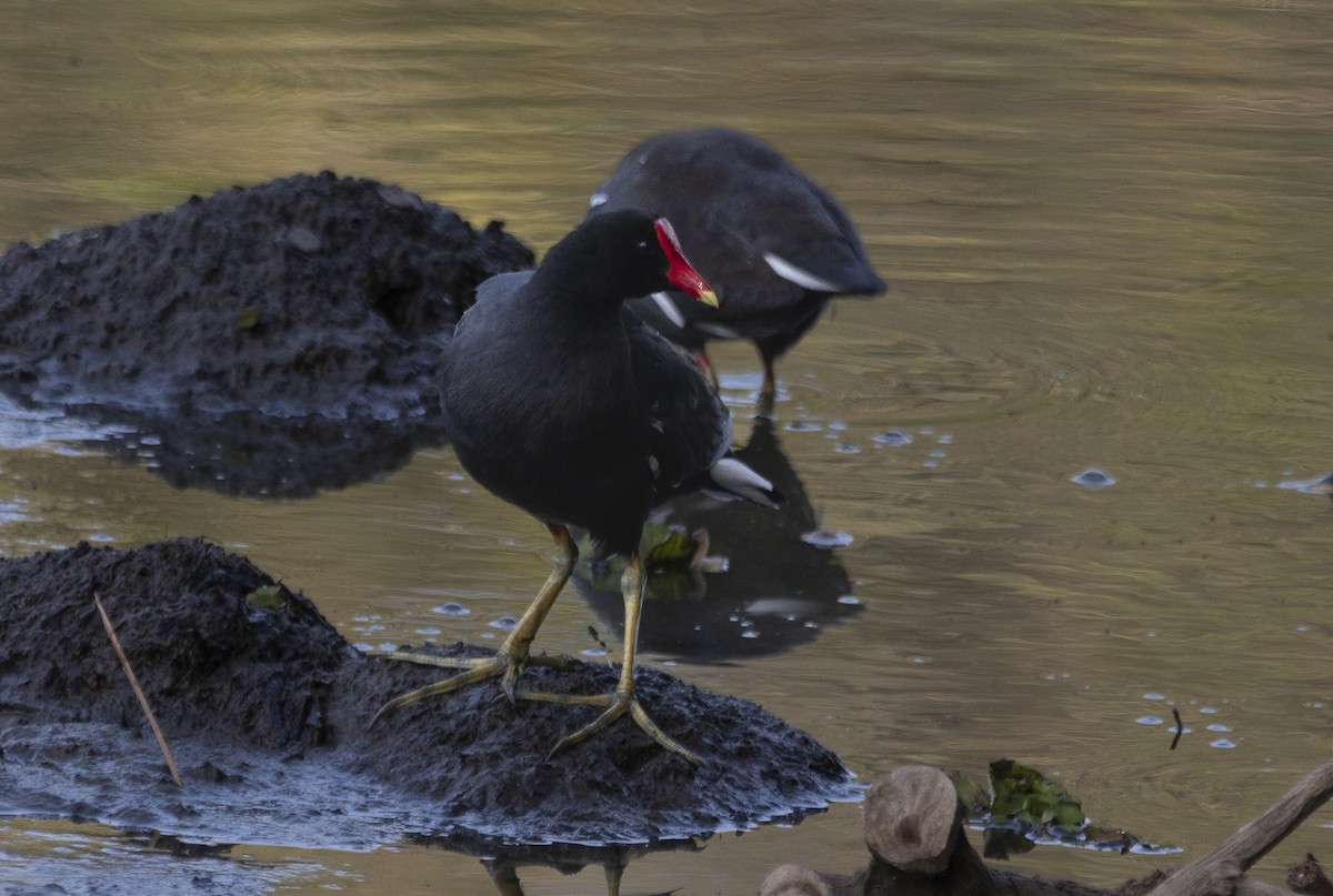 Common Gallinule - ML615427999