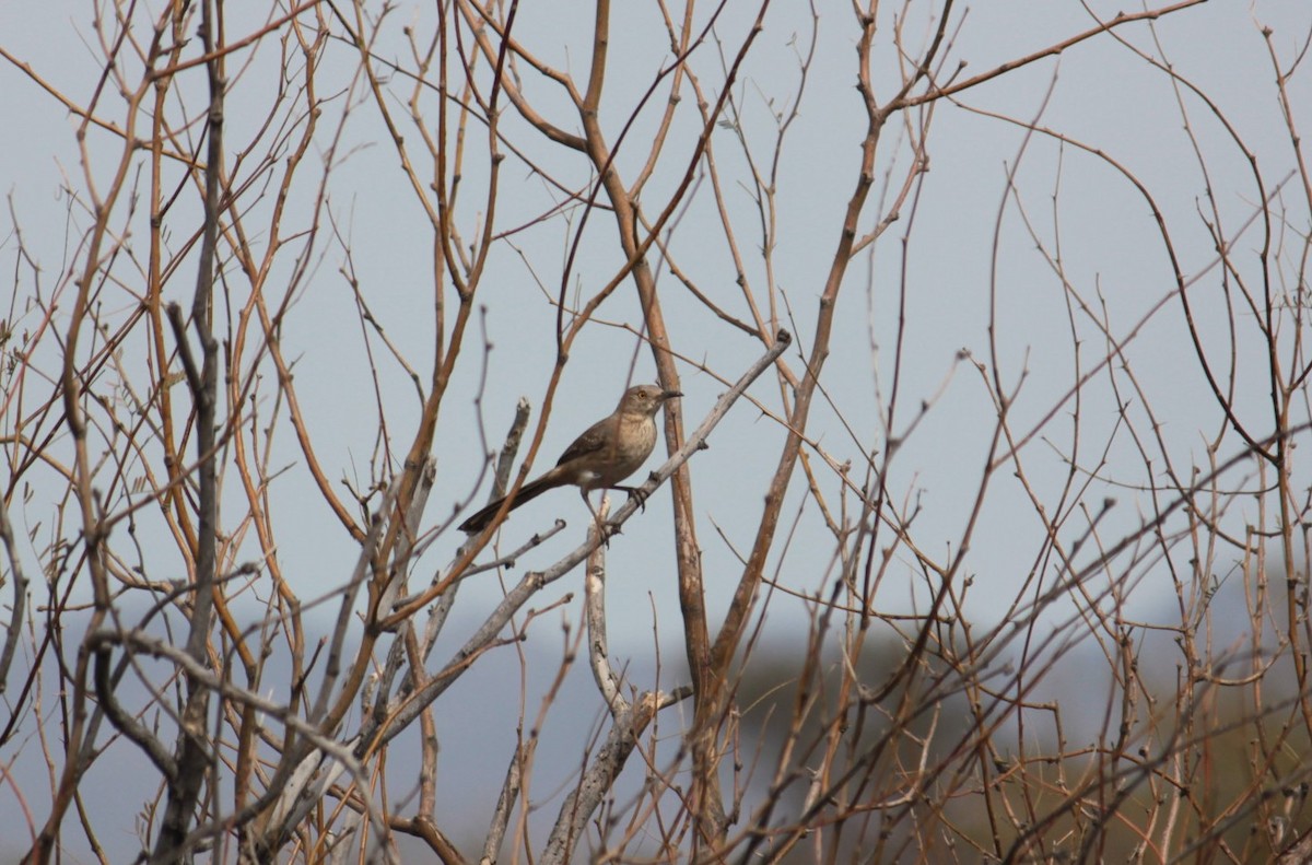 Bendire's Thrasher - ML615428122