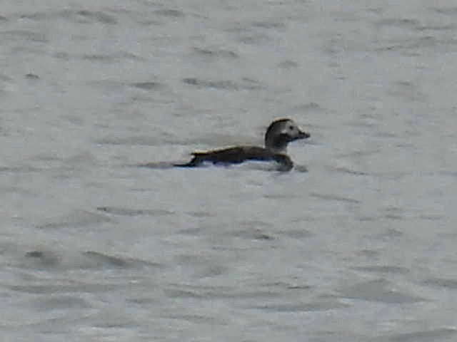 Long-tailed Duck - ML615428212