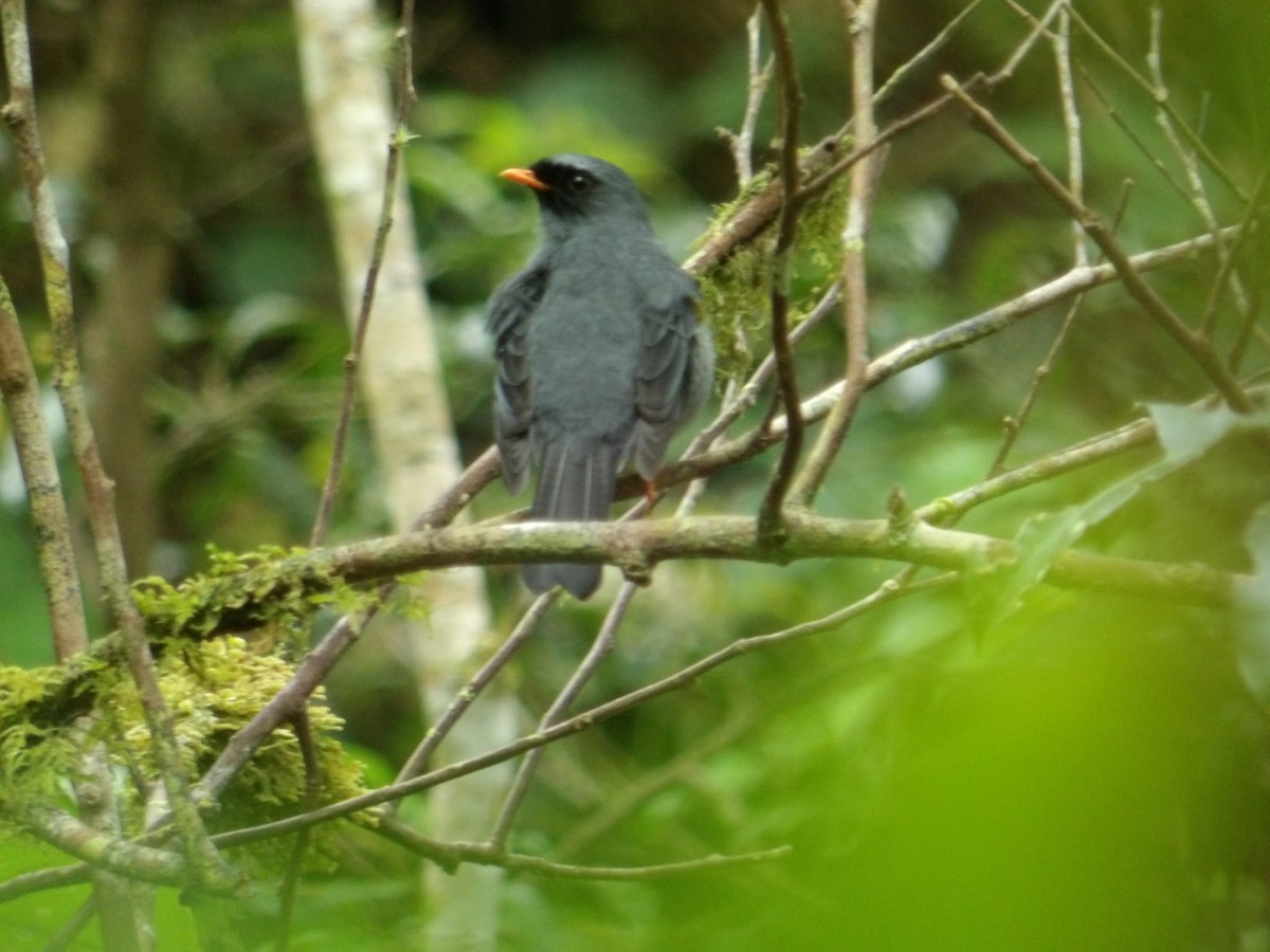 Black-faced Solitaire - ML615428310