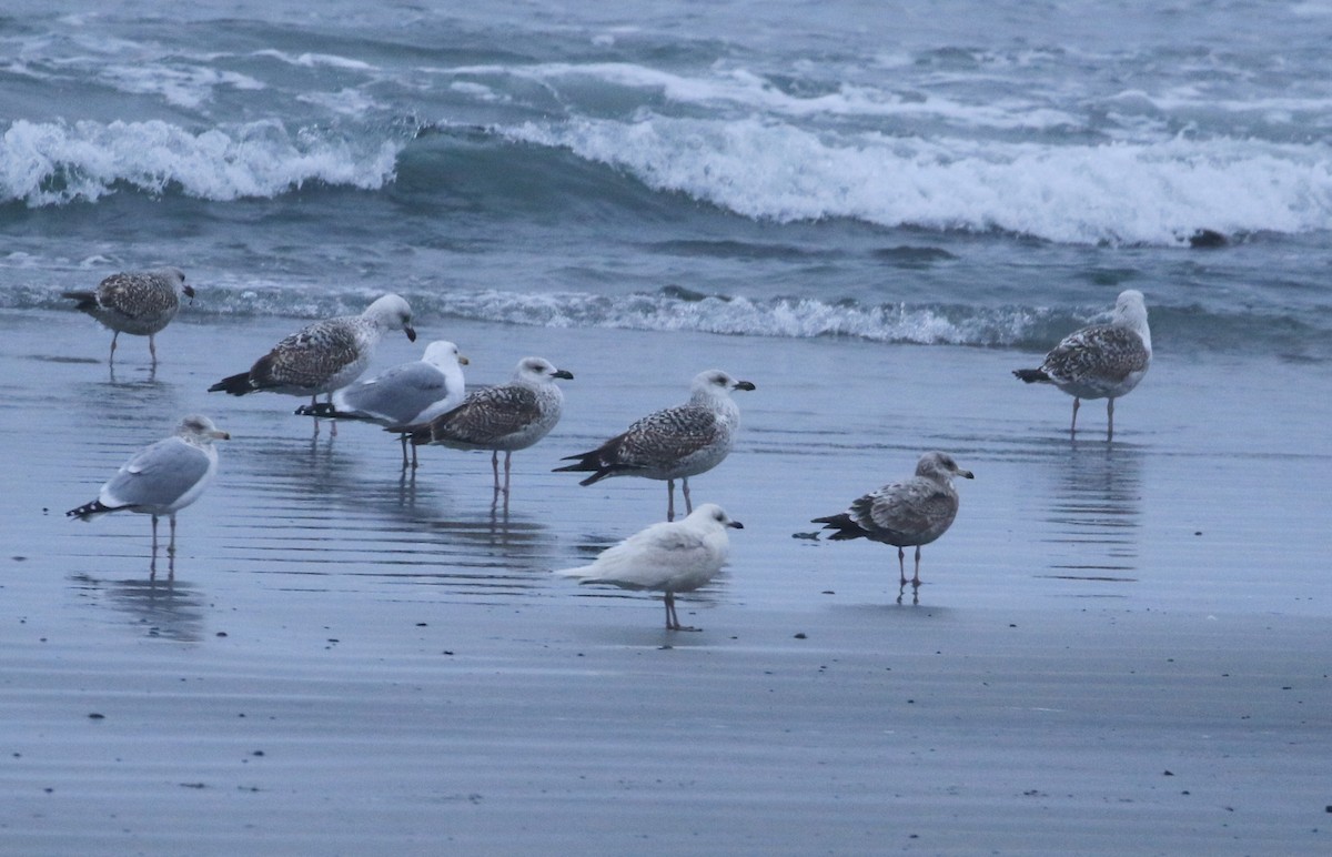 Gaviota Groenlandesa - ML615428354