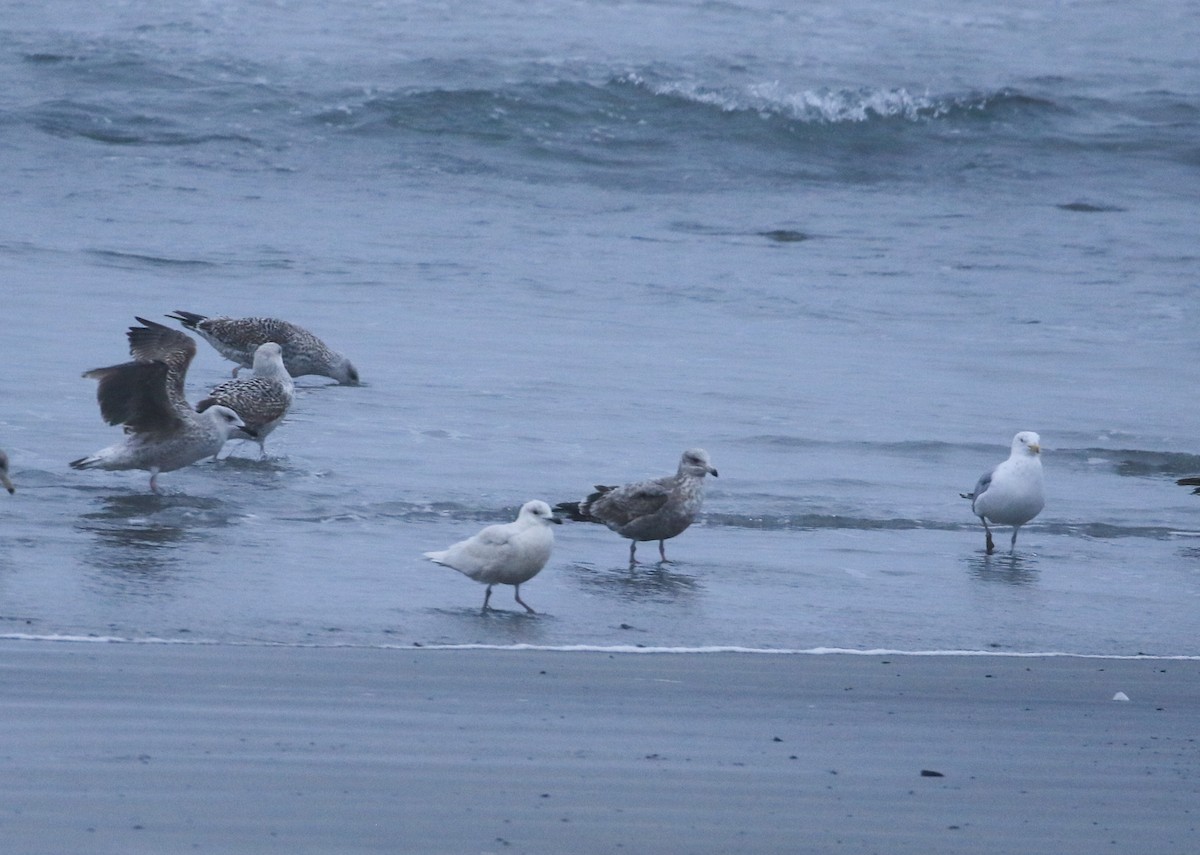 Gaviota Groenlandesa - ML615428355